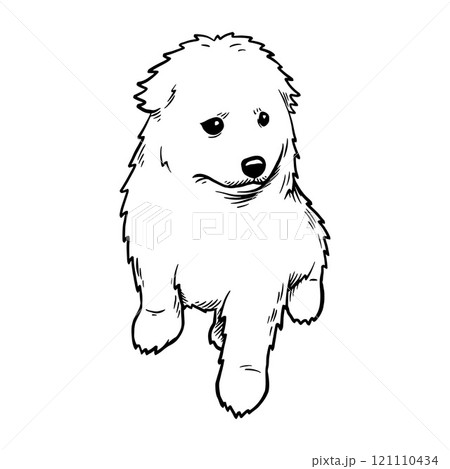 Puppy Samoyed Laika - Dog Breed, Puppy Breed Vector File, detailed vector Puppy Samoyed Laika - Dog Breed, Puppy Breed Vector File, detailed vector 121110434