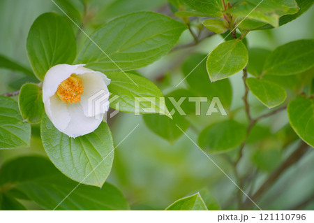 ナツツバキ 121110796