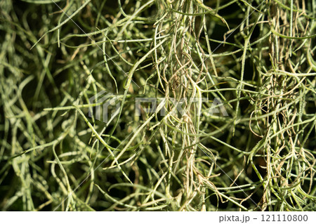 チランジア エアープランツ エアプランツ 121110800