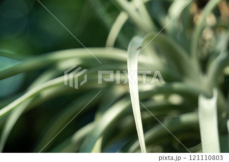 チランジア エアープランツ エアプランツ 121110803