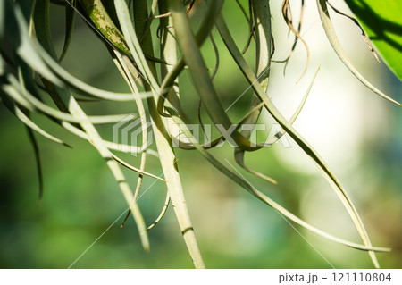 チランジア エアープランツ エアプランツ 121110804