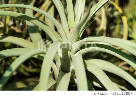 チランジア エアープランツ エアプランツ 121110807