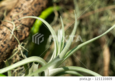 チランジア エアープランツ エアプランツ 121110809