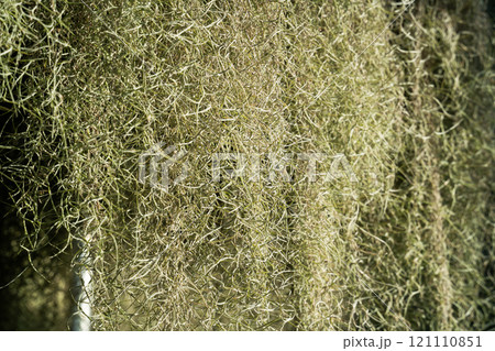 チランジア エアープランツ エアプランツ 121110851