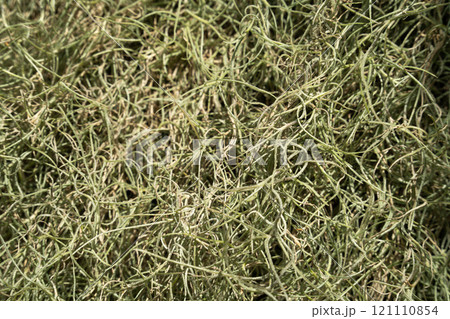 チランジア エアープランツ エアプランツ 121110854