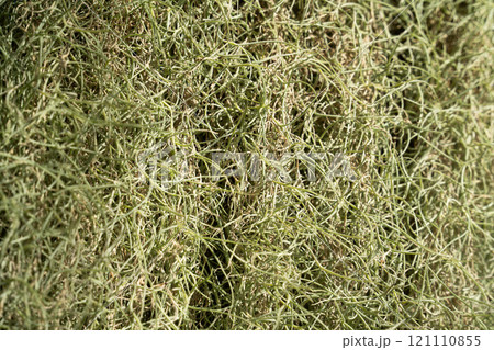 チランジア エアープランツ エアプランツ 121110855