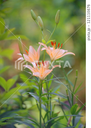 百合 百合 121110876