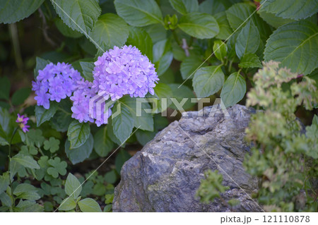 紫陽花 紫陽花 121110878