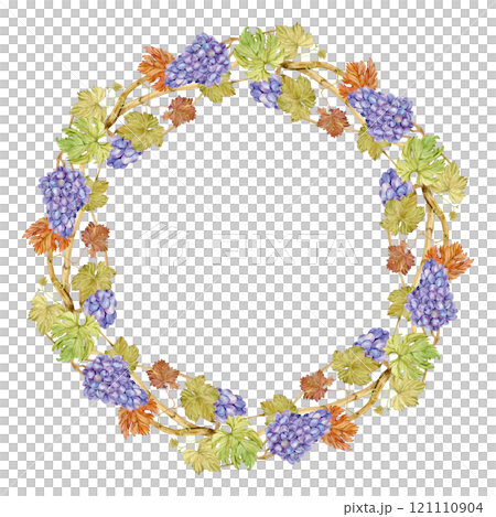 Watercolor wreath of grapevine with blue berries. Round frame of pink grapes and leaves. Autumn design for wedding decoration in rustic style. Label for red wine, juice. Clipart for restaurant menu. 121110904