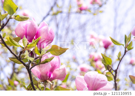 Pink magnolia flowers. Flower bud on a tree branch in the garden. 121110955