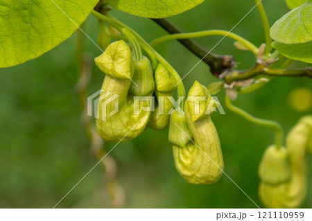 Flowers Aristolochia Manchuria. Liana bud plant. Botany is an endangered species. 121110959