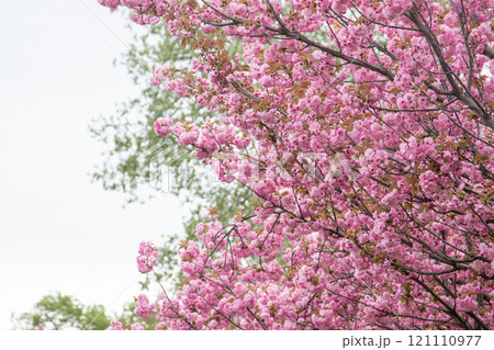 Sakura blooms with pink flowers. Trees in the garden. Buds on branches. Sakura blooms with pink flowers. Trees in the garden. Buds on branches. 121110977