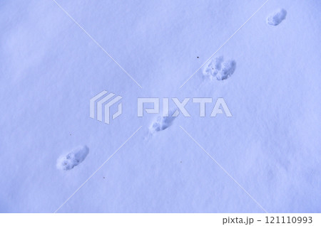 雪上に残るキタキツネの足跡 121110993