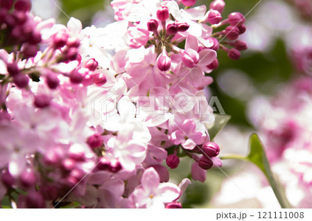 Lilac flowers blooming. 121111008