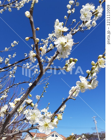 梅 梅まつり 綺麗 花 日本 日本の花 梅 梅まつり 綺麗 花 日本 日本の花 121111009