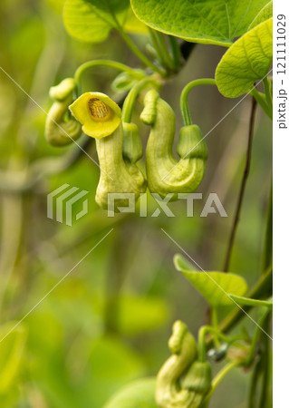 Flowers Aristolochia Manchuria. Liana bud plant. Botany is an endangered species. 121111029