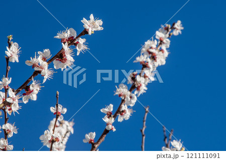 White flowers of the apricot tree. Spring flowering branches in the garden. 121111091