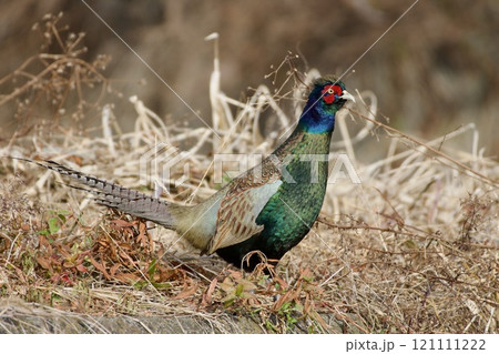 キジ pheasant / Japan 121111222