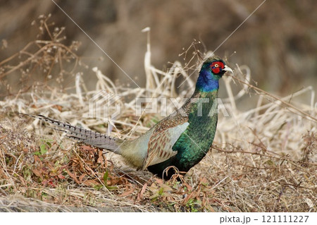 キジ pheasant / Japan 121111227