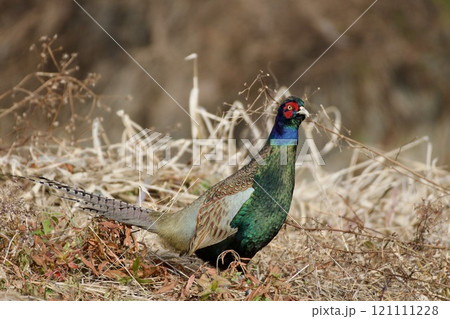 キジ pheasant / Japan キジ pheasant / Japan 121111228
