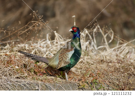 キジ pheasant / Japan キジ pheasant / Japan 121111232