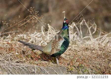 キジ pheasant / Japan キジ pheasant / Japan 121111233