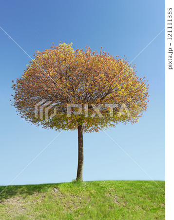 Blooming tree 121111385