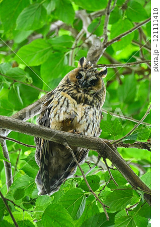 トラフズクの幼鳥 トラフズクの幼鳥 121111410