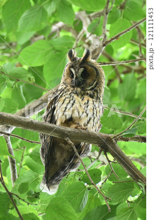 トラフズクの幼鳥 トラフズクの幼鳥 121111453