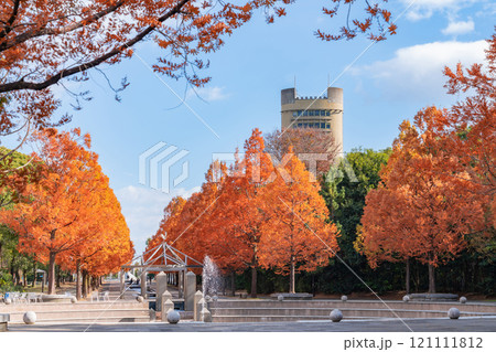 のんほいパーク、紅葉するメタセコイア並木〈愛知県豊橋市〉 のんほいパーク、紅葉するメタセコイア並木〈愛知県豊橋市〉 121111812