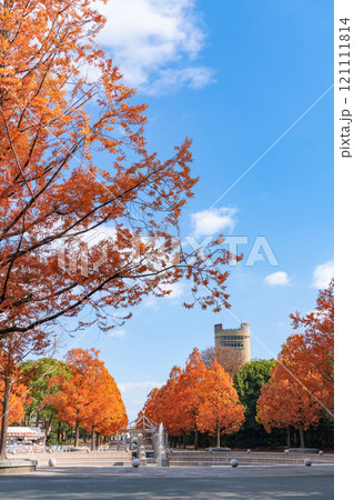 のんほいパーク、紅葉するメタセコイア並木〈愛知県豊橋市〉 のんほいパーク、紅葉するメタセコイア並木〈愛知県豊橋市〉 121111814