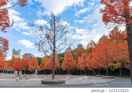 のんほいパーク、紅葉するメタセコイア並木〈愛知県豊橋市〉 のんほいパーク、紅葉するメタセコイア並木〈愛知県豊橋市〉 121111823