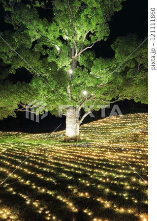 【香川県】冬の国営讃岐まんのう公園 (イルミネーション) 121111860