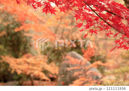 日本の綺麗な紅葉 121111936