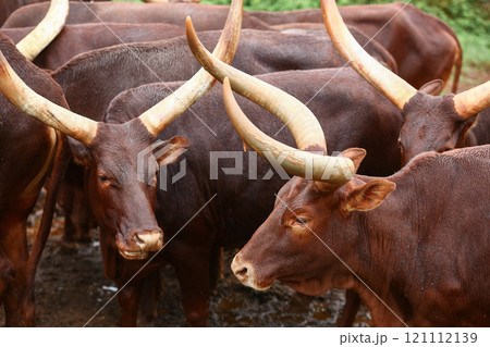 a group of ankole watusi animals outdoors 121112139
