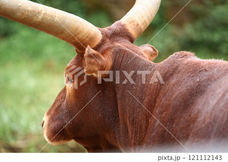 a group of ankole watusi animals outdoors 121112143