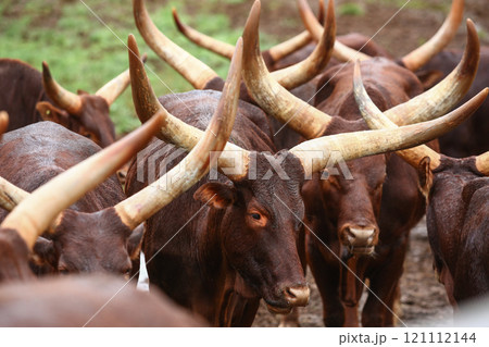 a group of ankole watusi animals outdoors 121112144