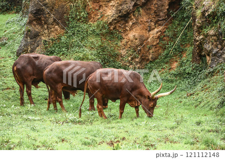 a group of ankole watusi animals outdoors 121112148