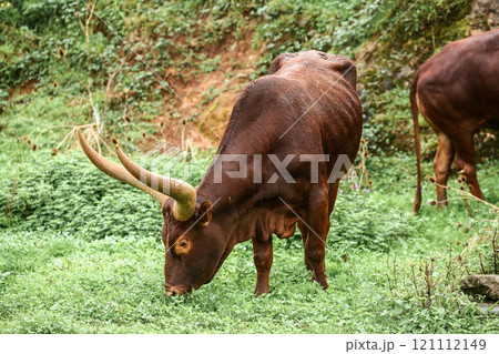 a group of ankole watusi animals outdoors 121112149