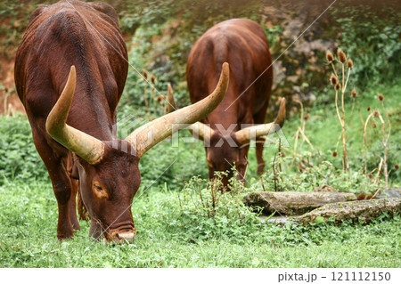 a group of ankole watusi animals outdoors 121112150