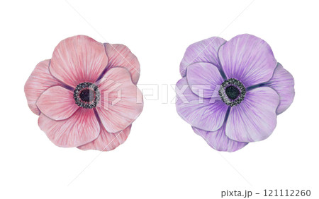 Pink and purple anemone flower. Watercolor and marker illustration. Hand drawn isolated art. Natural botanical floral design for fabric design, cards, greetings for mother's day, valentines day. 121112260