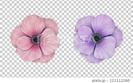 Pink and purple anemone flower. Watercolor and marker illustration. Hand drawn isolated art. Natural botanical floral design for fabric design, cards, greetings for mother's day, valentines day. 121112260