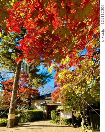 秋晴れの青空に映える紅葉〈岡崎城公園/愛知県岡崎市〉 121112306