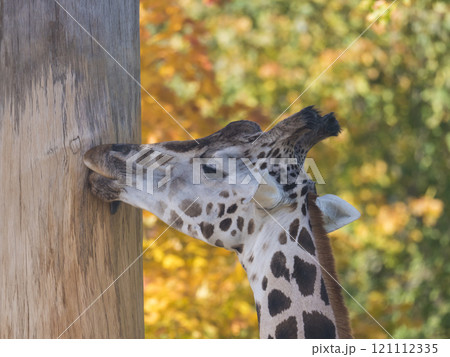 Close up portrait of giraffe head sticking out tongue, licking tree trunk. Giraffa camelopardalis camelopardalis Linnaeus, profile view, bokeh autumn leaves background Close up portrait of giraffe head sticking out tongue, licking tree trunk. Giraffa camelopardalis camelopardalis Linnaeus, profile view, bokeh autumn leaves background 121112335