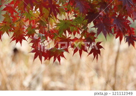 栗林公園の北庭の潺湲池付近の紅葉と芙蓉沼の枯れたハス 121112349