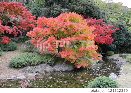 栗林公園の北庭の潺湲池付近の紅葉 121112350