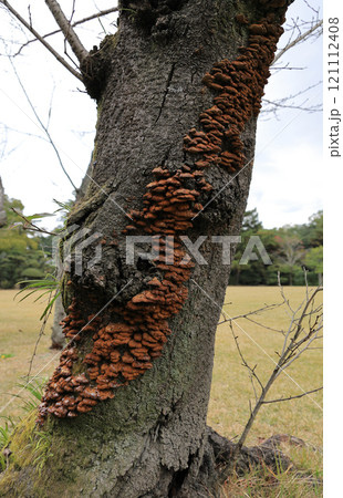 樹勢が弱ってキノコに侵された桜の木 樹勢が弱ってキノコに侵された桜の木 121112408