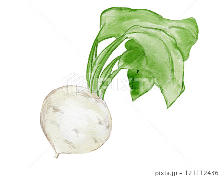 水彩風に描いたオーガニックでツルが付いた新鮮なカブかぶのベクター