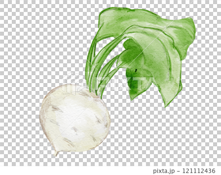 水彩風に描いたオーガニックでツルが付いた新鮮なカブかぶのベクターイラスト素材 121112436