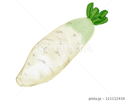 水彩風に描いたオーガニックで新鮮な大根だいこんのベクターイラスト素材 121112438
